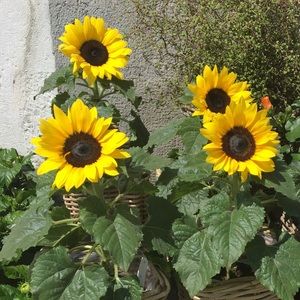 Meet your Posher, Coral